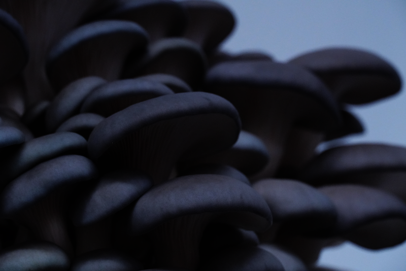 12/17 Mushroom Growing Workshop Ticket