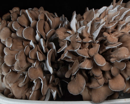 Maitake - 1 lb