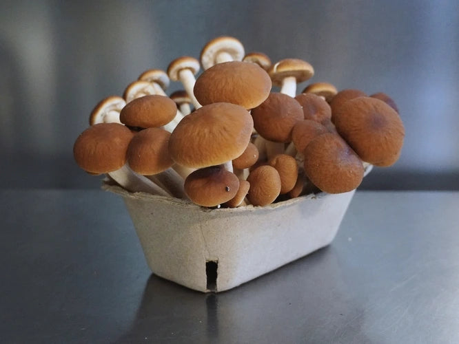 Fresh Mushrooms - 2/22 Pickup